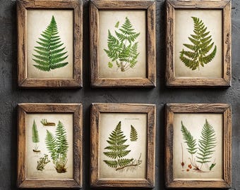 Antique Ferns Print Set of 6, Vintage Fern Botanical Sketches, Rustic Wall Art, Cottagecore Decor, Forest Inspired Prints
