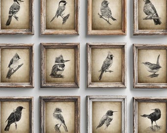 American Birds Print Set of 12, Cardinal Blue Jay Grackle Chickadee Wren Robin Titmouse Pencil Drawings, Garden Bird Sketches, Wildlife Art