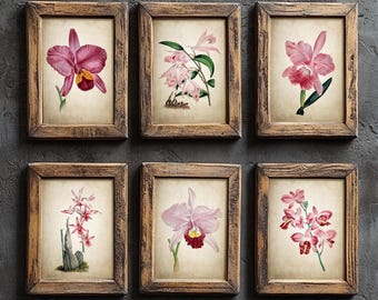 Antique Pink Orchids Print Set of 6, Vintage Botanical Sketches, Rustic Flower Wall Art, Cottagecore Decor, Nature Inspired Prints