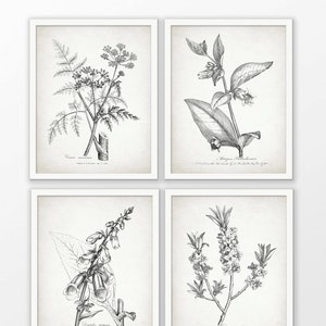 Antique Botanical Print Set of 4 - Botanical Print - Plant Drawing Print - Botanical Art Decor - Set Of Four Prints #1700 - INSTANT DOWNLOAD