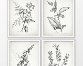 Antique Botanical Print Set of 4 - Botanical Print - Plant Drawing Print - Botanical Art Decor - Set Of Four Prints #1700 - INSTANT DOWNLOAD