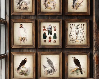 Falconry Wall Art Print Set of 9, Birds Of Prey Posters, Falcon Art, Hawk Drawing, Falconer Art Gift Idea, Vintage Falconry Prints