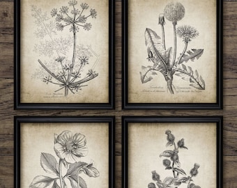 Meadow Plant Wall Art Set of 4, Printable 1790 Botanical, Common Dandelion, Hing Spice, Christmas Rose, Greater Burdock #188INSTANT DOWNLOAD