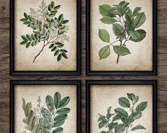 Botanical Wall Art Set of 4, Printable Vintage Botany, Green Leaves, Tree, Antique Botanical, Shrub, Green Living Room #676 INSTANT DOWNLOAD