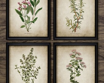 Herb Wall Art Set of 4, Printable Kitchen Herbs, Oregano, Rosemary, Sage, Thyme, , Cooking, Herb Garden, Cook #168 INSTANT DOWNLOAD