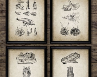 Dinosaur Wall Art Set Of 4, Ceratosaurus Skeleton Anatomy, Triceratops, Diplodocus, Prehistoric Vintage Dinosaur Art #2183 INSTANT DOWNLOAD