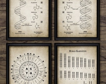 DNA and RNA Genetic Code Wall Art Set Of 4, Genetics, Biochemistry Science Student, Molecular Biology, Base Pairs  #3896 Instant Download