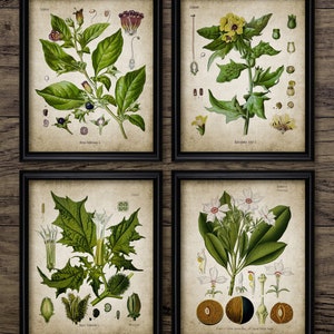 May include: Four vintage botanical illustrations of plants with detailed drawings of their flowers, leaves, and seeds. The illustrations are in a muted colour palette with shades of green, brown, yellow, and white.