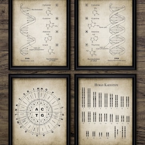 DNA and RNA Genetic Code Wall Art Set Of 4, Genetics, Biochemistry Science Student, Molecular Biology, Base Pairs  #3896 Instant Download