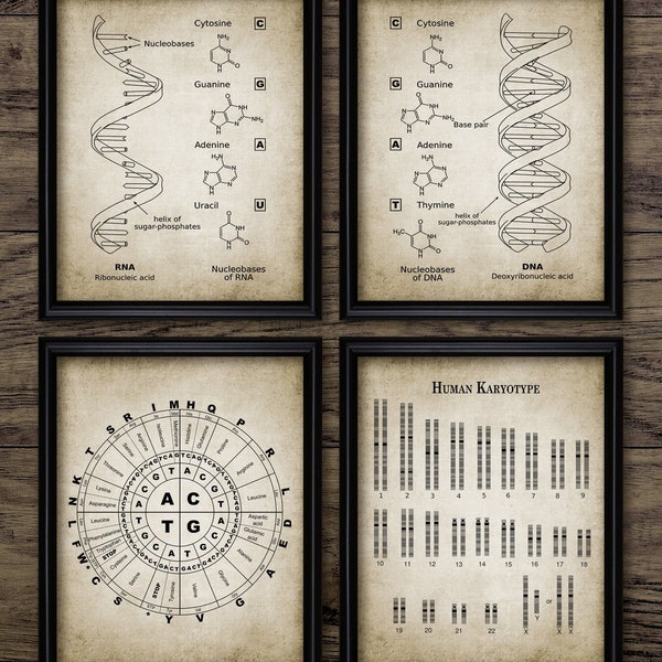 DNA und RNA Genetischer Code Wand Kunst 4er Set, Genetik, Biochemie Chemie Studenten, Molekularbiologie, Basenpaare #3896 Sofort Download