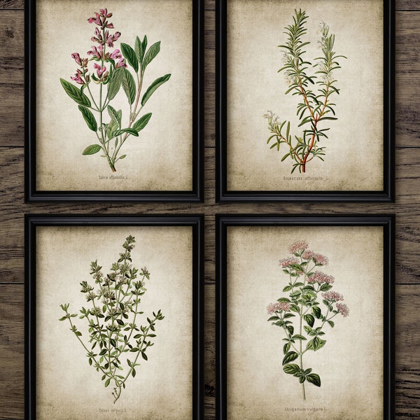 Herb Wall Art Set of 4, Printable Kitchen Herbs, Oregano, Rosemary, Sage, Thyme, , Cooking, Herb Garden, Cook #168 INSTANT DOWNLOAD
