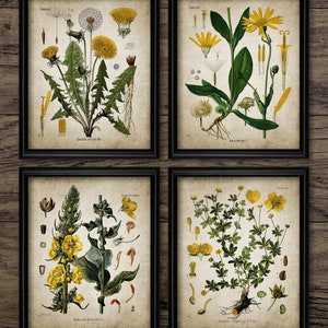 Botanical Wall Art Set of 4, Printable Flowers, Yellow Flower, Vintage Botanical, Floral, Forest, Woodland Plant #3281 INSTANT DOWNLOAD
