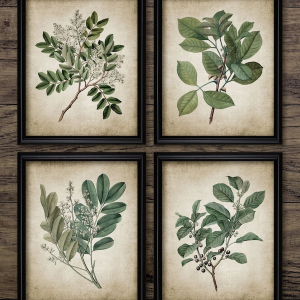 Vintage Green Leaves Wall Art Set of 4, Printable Vintage Botanical Art, Enjoy Nature In Your Home #676 INSTANT DOWNLOAD