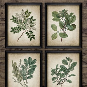 Vintage Green Leaves Wall Art Set of 4, Printable Vintage Botanical Art, Enjoy Nature In Your Home #676 INSTANT DOWNLOAD