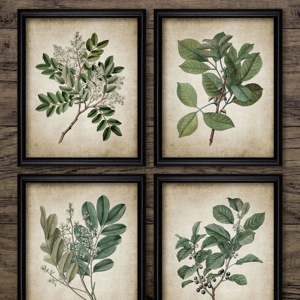 Ensemble de 4 art mural vintage feuilles vertes, art botanique vintage imprimable, profitez de la nature dans votre maison #676 TÉLÉCHARGEMENT IMMÉDIAT