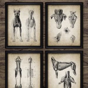 Dog Anatomy Set Of 4, Printable Anatomy, Veterinary Student, Animal Vet Anatomy Art, Veterinary Medicine Practice #3802 INSTANT DOWNLOAD