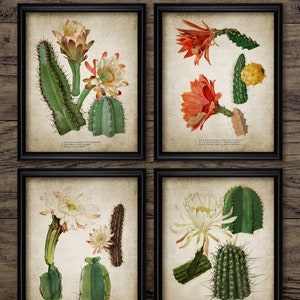 Vintage Kaktus Wand Kunst 4er Set, Kaktus Print, Wüstenkaktus, Kaktus Wohnkultur, druckbare Vintage Kaktus Illustration #3056 SOFORT DOWNLOAD