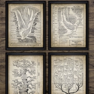 以下が含まれることがあります： 脊椎動物の進化、人間の系譜、脊椎動物の古生物学的な樹木を示す、4つのヴィンテージな進化の木のイラスト。イラストは白黒で、科学的で教育的な雰囲気があります。