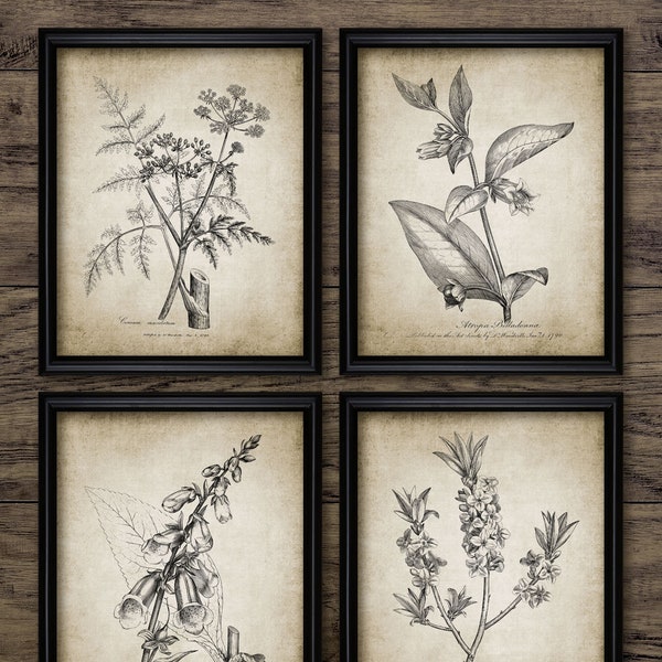 Meadow Plant Wall Art Set of 4, Printable Vintage 1790 Botanical, Foxglove, February Daphne, Deadly Nightshade, Hemlock #190INSTANT DOWNLOAD