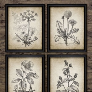 Meadow Plant Wall Art Set of 4, Printable 1790 Botanical, Common Dandelion, Hing Spice, Christmas Rose, Greater Burdock #188INSTANT DOWNLOAD