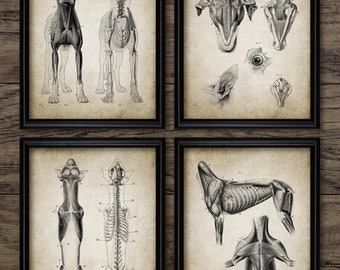 Dog Anatomy Set Of 4, Printable Anatomy, Veterinary Student, Animal Vet Anatomy Art, Veterinary Medicine Practice #3802 INSTANT DOWNLOAD