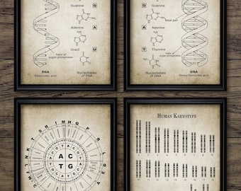 DNA and RNA Genetic Code Wall Art Set Of 4, Genetics, Biochemistry Science Student, Molecular Biology, Base Pairs  #3896 Instant Download
