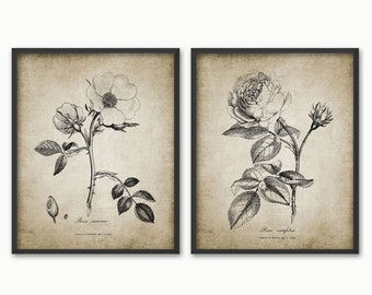 Rose Wall Art Set Of 2, Wild Rose, Dog Rose, Printable Rose, Garden Rose Flower, Rosa Canina, Rosa Centrifolia #162 INSTANT DOWNLOAD