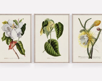 Magnolia Wall Art Set of 3, Printable Magnolia Flowers, Vintage Botanical, Floral, Woodland, Forest, Plant #1963 INSTANT DOWNLOAD