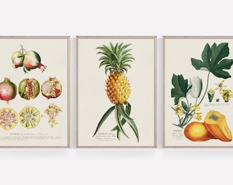 Könnte beinhalten: Set aus drei gerahmten botanischen Drucken mit detaillierten Illustrationen von Früchten. Die Drucke zeigen Granatäpfel, eine Ananas und Papaya, mit wissenschaftlichen Beschriftungen und einer Vintage-Ästhetik. Die Rahmen sind neutralfarben.
