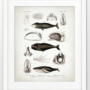 Whale Wall Art, Printable Bathroom Art, Printable Whales, Bowhead Whale, North Atlantic Right Whale, Humpback Whale #1562 INSTANT DOWNLOAD