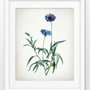 Vintage Cornflower Wall Art, Printable Cornflower, Blue Flower Art, Botanical Flower Art, Vintage Botanical Art #1630 INSTANT DOWNLOAD