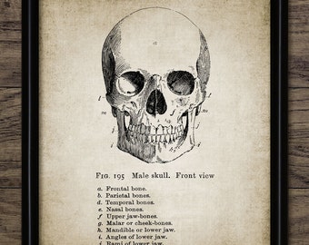 Skull Wall Art, Printable Human Anatomy, Medical Health Care, Physician, Human Biology, Morphology, Anatomy Doctor #345 INSTANT DOWNLOAD