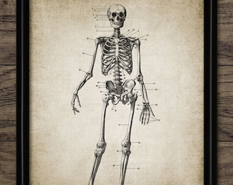 人体骨格解剖学 ヴィンテージ 1940 年代 高解像度デジタル画像 図 骨