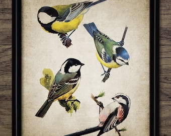 Garden Birds Wall Art, Vintage Digital Print, Printable Rustic Instant Bird, Blue Tit, Great Tit, Long Tailed Tit #3544 INSTANT DOWNLOAD