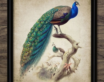 Peacock Wall Art, Printable Peacock, Peacock Bird Art, Vintage Peacock Decor, Peacock Living Room Decor #217 INSTANT DOWNLOAD