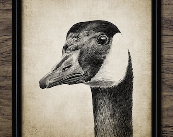 Dibujo a lápiz de ganso, ganso imprimible, póster de ganso, decoración de granja, Farmcore Poultry Printable Goose Wall Art #3942 DESCARGA INSTANTÁNEA