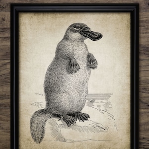 Vintage Platypus Wall Art Print, Printable Platypus, Monotreme, Duck-Billed Platypus, Vintage Animal Illustration #299 INSTANT DOWNLOAD