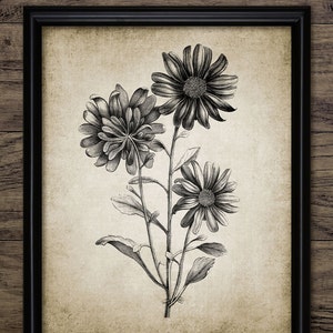 Vintage Aster Flower Wall Art, Printable Flower, Vintage Botanical Art, Gardener, Gardening, Botany #244 INSTANT DOWNLOAD