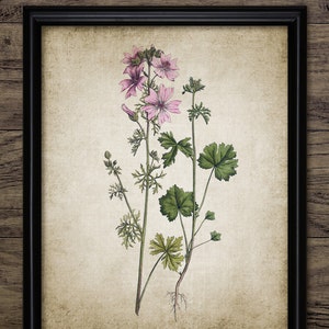 Pink Flower Wall Art, Printable Pink Flowers, Vintage Botanical Art, Plant, Garden Flower, Botany, Gardener #1353 INSTANT DOWNLOAD