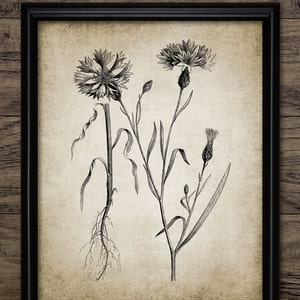 Kornblume Kunst, Druckbare Kornblumen, Wiesenblumen, Antique Botanical, Junggesellen Knopf, Centaurea Cyanus #245 SOFORT DOWNLOAD