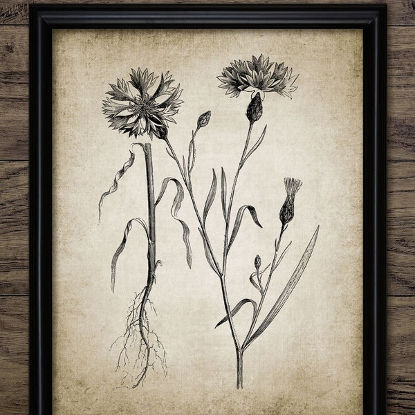 Cornflower Wall Art, Printable Cornflowers, Meadow Flower, Antique Botanical, Bachelors Button, Centaurea Cyanus #245 INSTANT DOWNLOAD