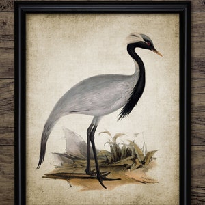 Crane Art Print, Printable Crane Bird, Vintage Heron Bird Wall Art, Living Room Decor, Fishing Bird, Freshwater Bird #3831 INSTANT DOWNLOAD