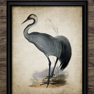 Crane Wall Art, Printable Crane Bird, Vintage Heron Bird Wall Art, Living Room Decor, Fishing Bird, Freshwater Bird #3830 INSTANT DOWNLOAD
