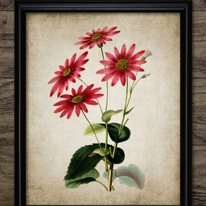 Red Flowers Print - Flower Illustration - Red Flower Decor - Botanical - Digital Art - Printable Art - Single Print #220 - INSTANT DOWNLOAD