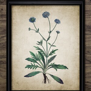 Vintage Blue Meadow Flower Wall Art, Printable Vintage Botanical Art, Botany, Gardening, Garden Plant Art  #1354 - INSTANT DOWNLOAD