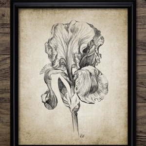 Iris Blume Bleistiftzeichnung, Druckbare Iris, Blume Zeichnung, Schmetterling Iris, Salz Sumpf Iris, Botanische Kunst, Botanik #3392 SOFORT DOWNLOAD
