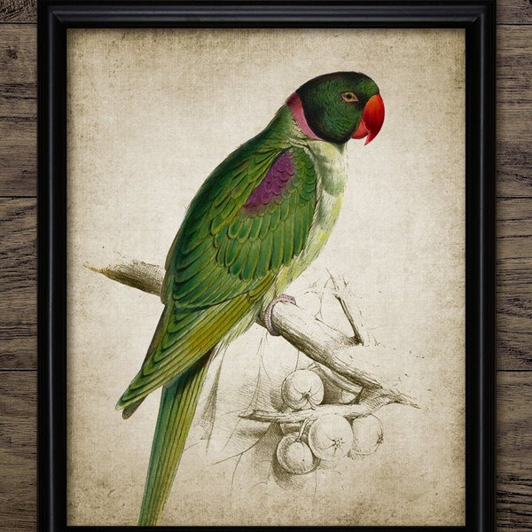 Perruche annelée rose Art Print, Perruche à col annulaire, Perroquet imprimable, Oiseau de la forêt tropicale humide, Décor de salon #3555 TÉLÉCHARGEMENT INSTANTANÉ