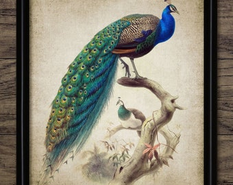 Peacock Wall Art, Printable Peacock, Peacock Bird Art, Vintage Peacock Decor, Peacock Living Room Decor #217 INSTANT DOWNLOAD