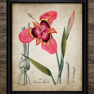 Puede incluir: Una ilustración botánica vintage de una flor rosa y amarilla con hojas verdes y un tallo marrón. La flor se llama "Ferraria Tigridia".