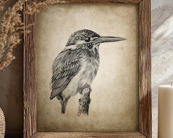 Kingfisher Pencil Drawing, River Lake Birds Decor, Kingfisher Wall Art, Bird Sketch